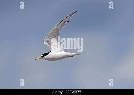 Little Tern en vol Chesil Beach Dorset Royaume-Uni Banque D'Images