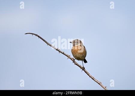 FemaleCommon Stonechat à Cogden Beach Dorset Royaume-Uni Banque D'Images