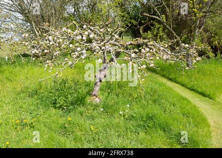 Fleurez sur un petit pommier dans un jardin privé, Wiltshire, Angleterre, Royaume-Uni Banque D'Images