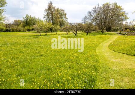 Faucher le chemin de l'herbe à travers la prairie de fleurs sauvages dans le grand jardin privé, Wiltshire, Angleterre, Royaume-Uni Banque D'Images