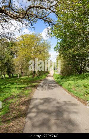 Chemin étroit tortueux de la campagne de tarmac passant par les arbres, Sutton, Suffolk, Angleterre, Royaume-Uni Banque D'Images