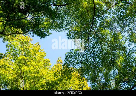 Automne à Kyoto Japon, brindilles de couleur verte et jaune Banque D'Images