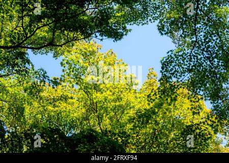 Automne à Kyoto Japon, brindilles de couleur verte et jaune Banque D'Images