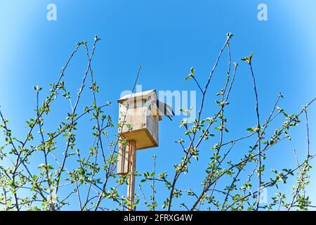 Une étoile avec un coléoptère dans son bec se trouve sur un birdhouse. Le coléoptère est de la nourriture pour les poussins. L'oiseau nourrit les poussins et vole pour de nouveaux aliments Banque D'Images