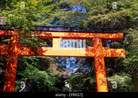 Porte de torii du Japon près de l'arbre avec vert et jaune feuille Banque D'Images