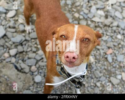 Prise de vue en grand angle d'un Pinscher autrichien en plein air Banque D'Images