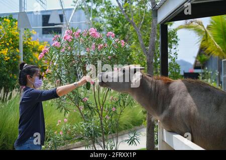 Une femme asiatique nourrit de l'herbe à un jeune buffle domestique d'eau par son enclos. Banque D'Images