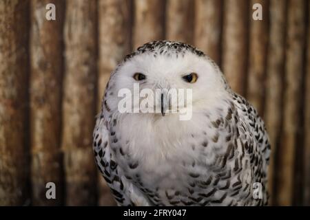 Un gros plan d'un hibou enneigé (Bubo scandiacus), également connu sous le nom de hibou polaire, le hibou blanc et le hibou arctique avec des yeux jaunes et blanc moelleux f Banque D'Images