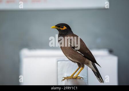 Myna commune, Acridotheres tristis, Jhalana, Rajasthan, Inde Banque D'Images