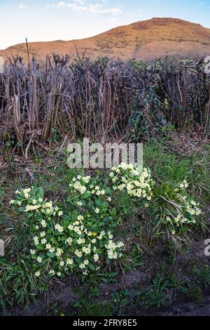 Primroses dans une ruelle avec vue sur Caer Caradoc, Eglise Stretton, Shropshire Banque D'Images