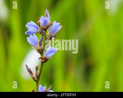 La fleur bleue délicate pousse sauvage sur la savane africaine Banque D'Images