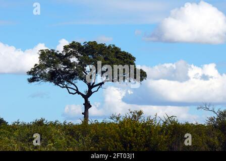 Lone Tree stands sentinelle sur la Savanna Banque D'Images