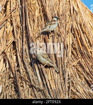 Paire d'épars de maison passant domesticus perché sur le dessus de toit de chaume de paille Banque D'Images