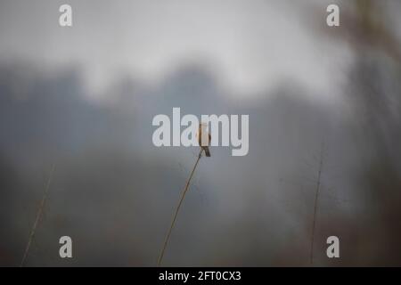 Mastonechat commun, femelle, Saxicola torquatus, Panna Tiger Reserve, Madhya Pradesh, Inde Banque D'Images