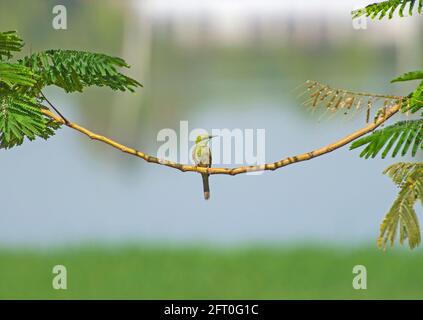 Petit oiseau vert Merops orientalis perché sur une branche dans l'arbre à côté de la rivière Banque D'Images