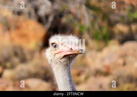 Œil à œil avec un Ostrich mâle Banque D'Images