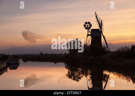 Moulin à vent TURF Fen, How Hill, murmuration étoilée à Sunset, Norfolk, East Anglia, Royaume-Uni Banque D'Images