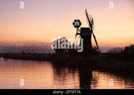 Moulin à vent TURF Fen, How Hill, murmuration étoilée à Sunset, Norfolk, East Anglia, Royaume-Uni Banque D'Images