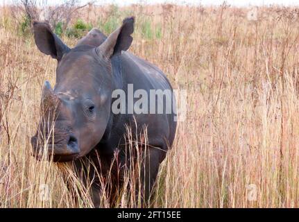 Bébé Rhino cache sa corne dans l'herbe de thatching Banque D'Images