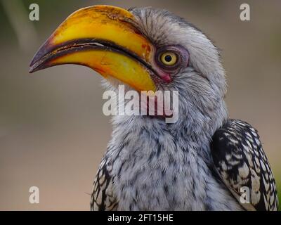 De près et personnalisé avec un Hornbill jaune du Sud Banque D'Images