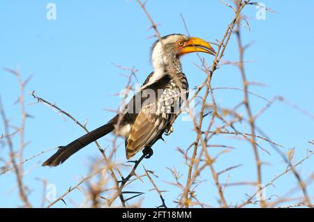 Hornbill jaune du sud dans un arbre de Thorn Banque D'Images