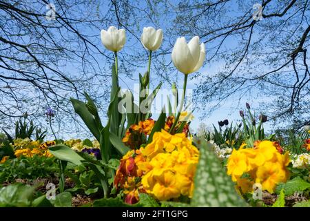 Trois tulipes blanches dans un jardin de parterre de fleurs, fleurs de printemps, tulipes de jardin de ciel, printemps beau temps en mai, fleurs de printemps dans le jardin, angle bas Banque D'Images