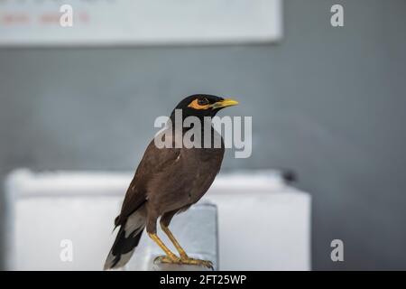 Myna commune, Acridotheres tristis, Jhalana, Rajasthan, Inde Banque D'Images