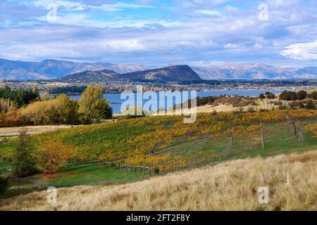 Paysage près de Wanaka, Nouvelle-Zélande. Un vignoble avec feuillage d'automne, avec le lac Wanaka en arrière-plan Banque D'Images