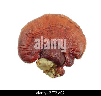 champignon lingzhi sur fond blanc Banque D'Images