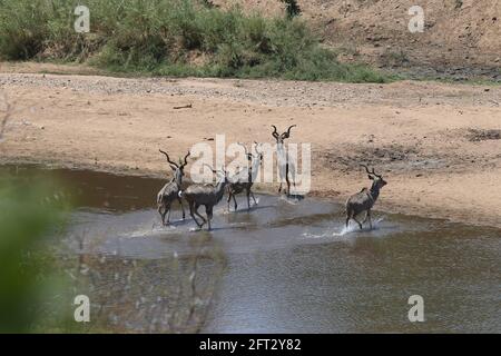 Nairobi. 24 octobre 2020. Photo de dossier prise le 24 octobre 2020 montre kudu à la Save Conservancy dans la province de Masvingo, au Zimbabwe. La Journée internationale de la diversité biologique tombe le 22 mai. Crédit: Chen Yaqin/Xinhua/Alamy Live News Banque D'Images