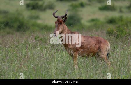 Nairobi, Kenya. 19 mai 2021. Une antilope est vue au parc national de Nairobi, à Nairobi, capitale du Kenya, le 19 mai 2021. La Journée internationale de la diversité biologique tombe le 22 mai. Crédit : long Lei/Xinhua/Alay Live News Banque D'Images