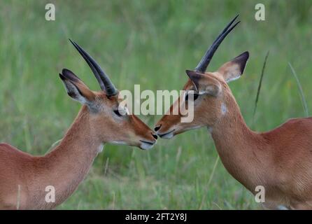 Nairobi, Kenya. 19 mai 2021. Des gazelles sont vues au parc national de Nairobi, à Nairobi, capitale du Kenya, le 19 mai 2021. La Journée internationale de la diversité biologique tombe le 22 mai. Crédit : long Lei/Xinhua/Alay Live News Banque D'Images