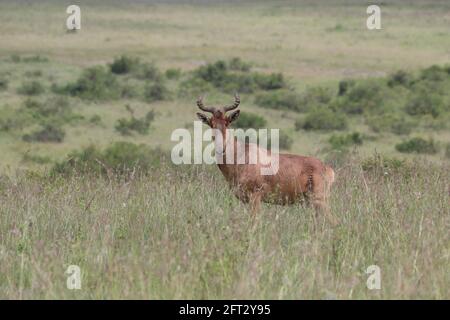 Nairobi, Kenya. 19 mai 2021. Une antilope est vue au parc national de Nairobi, à Nairobi, capitale du Kenya, le 19 mai 2021. La Journée internationale de la diversité biologique tombe le 22 mai. Credit: Dong Jianghui/Xinhua/Alay Live News Banque D'Images