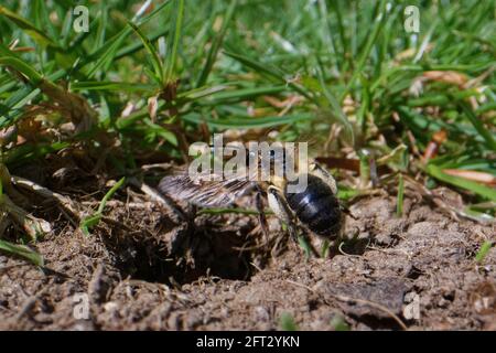 L'abeille d'extraction de chocolat (Andrena scotica), femelle volant à son terrier de nid dans une pelouse de jardin avec des paniers de pollen complets pour fournir ses cellules de couvain, Royaume-Uni. Banque D'Images