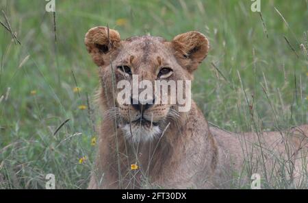 Nairobi, Kenya. 19 mai 2021. Un lion est vu au parc national de Nairobi, à Nairobi, capitale du Kenya, le 19 mai 2021. La Journée internationale de la diversité biologique tombe le 22 mai. Crédit : long Lei/Xinhua/Alay Live News Banque D'Images