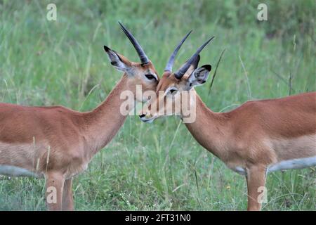 Nairobi, Kenya. 19 mai 2021. Des gazelles sont vues au parc national de Nairobi, à Nairobi, capitale du Kenya, le 19 mai 2021. La Journée internationale de la diversité biologique tombe le 22 mai. Credit: Dong Jianghui/Xinhua/Alay Live News Banque D'Images