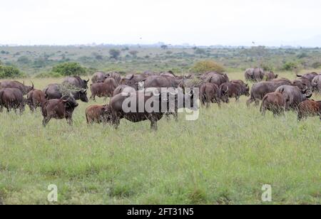 Nairobi, Kenya. 19 mai 2021. Les buffles fourraillent au parc national de Nairobi, à Nairobi, capitale du Kenya, le 19 mai 2021. La Journée internationale de la diversité biologique tombe le 22 mai. Crédit : long Lei/Xinhua/Alay Live News Banque D'Images