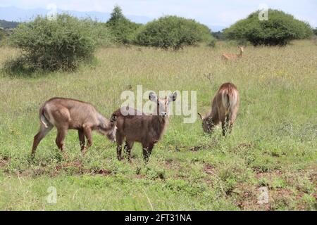 Nairobi, Kenya. 19 mai 2021. Les antilopes fourraillent au parc national de Nairobi, à Nairobi, capitale du Kenya, le 19 mai 2021. La Journée internationale de la diversité biologique tombe le 22 mai. Credit: Dong Jianghui/Xinhua/Alay Live News Banque D'Images