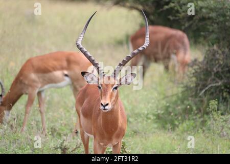 Nairobi, Kenya. 19 mai 2021. Des antilopes sont vues au parc national de Nairobi, à Nairobi, capitale du Kenya, le 19 mai 2021. La Journée internationale de la diversité biologique tombe le 22 mai. Credit: Dong Jianghui/Xinhua/Alay Live News Banque D'Images