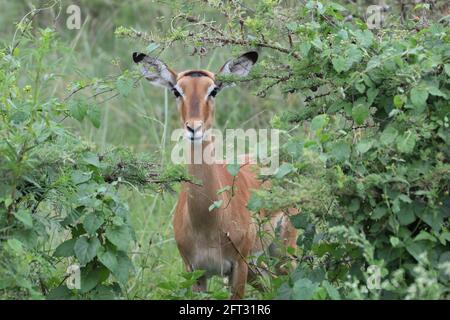 Nairobi, Kenya. 19 mai 2021. Un impala est vu au parc national de Nairobi à Nairobi, capitale du Kenya, le 19 mai 2021. La Journée internationale de la diversité biologique tombe le 22 mai. Credit: Dong Jianghui/Xinhua/Alay Live News Banque D'Images