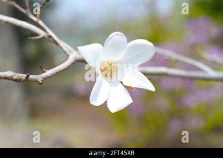 Magnolia kobus (mokryeon) en pleine floraison dans l'extrême-Orient de la Russie ressort Banque D'Images