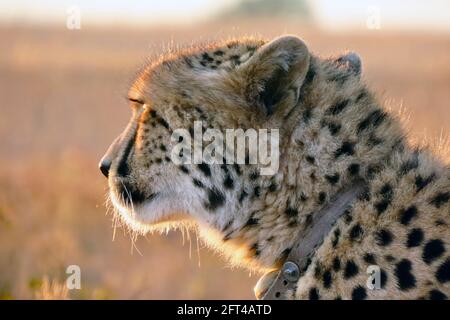 La femme Cheetah en voie de disparition sur la savane africaine Banque D'Images