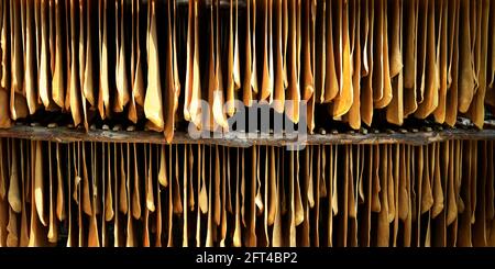 feuille de latex de séchage, recueilli des arbres de caoutchouc Banque D'Images