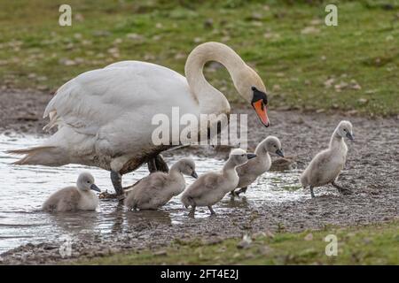 Famille des cygnes émergeant du lac Banque D'Images