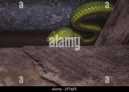 Pitviper à queue rouge, Trimeresurus erythrurus, Sunderbans, Inde Banque D'Images