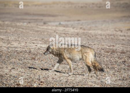 Loup tibétain, Canis lupus filchneri, Gurudonmar, Sikkim, Inde Banque D'Images