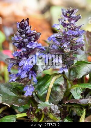 Pointes de printemps ornées de fleurs bleues de la terre vervivace à faible croissance, Ajuga reptans 'Black Scallop' Banque D'Images