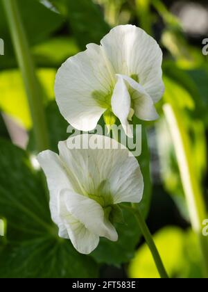 Fleurs blanches du petit pois, Pisum sativum 'Metéor' qui fleurit à la fin du printemps Banque D'Images