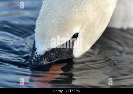 Muet Swan - Cygnus olor - pâturage adulte Banque D'Images