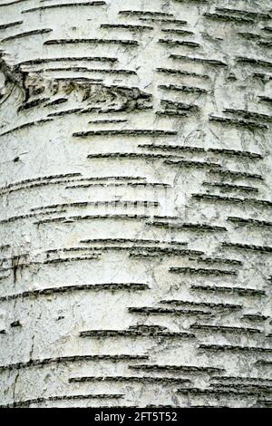 Texture écorce de bouleau Betula verucosa Banque D'Images
